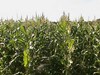 farm_crop