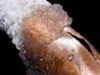 images_frozen_2