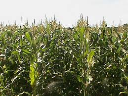 farm_crop